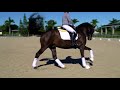 helgstrand dressage fellini