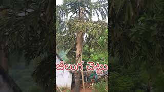 జీలుగ చెట్టు,#జీలుగ చెట్టు#Jeeluga Kallu (Crazy Tribal wine)#jeeluga kallu #east godavari tribes #