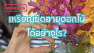 เหรียญยืดอายุดอกไม้ได้อย่างไร? | รู้หรือไม่ - DYK