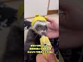 フェレットはバイト舐めてる時最もかわいい説 癒し おもしろ 可愛い 動物 animals ferret