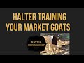 Halter Training Your Market Goats