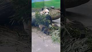 圓寶揮舞竹葉幫您收驚 #動物 #cute #panda #cutepanda #memes