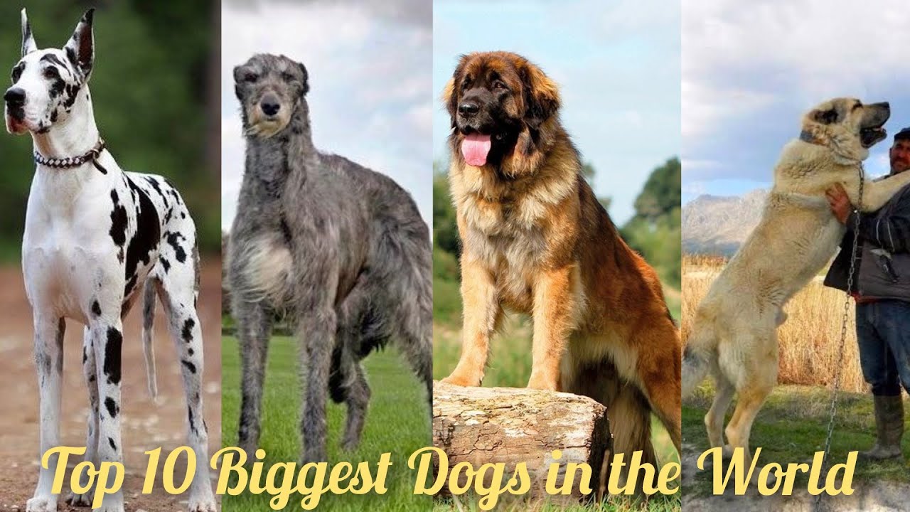 Top 10 Biggest Dogs In The World | Large Dog Breeds | Big Dog Breeds ...