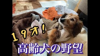 高齢犬との暮らし・・もうすぐ２０才ダックスさくら🌸