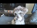 【vlog 14】7日ぶりに飼い主に再開。喜びを爆発させるシュナウザー🐶