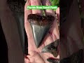 Part 2: Florida river Fossil Shark tooth finds! 🦈🦷 #shorts