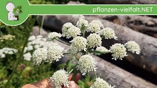 Wiesen-Bärenklau - XL Model - 18.07.18 (Heracleum sphondylium) - essbare Wildkräuter Bestimmung