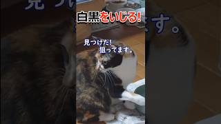 【三毛】白黒を弄る！ ＃耳カット無＃白黒猫＃三毛猫＃パンダ＃黒猫＃サビ猫＃保護猫＃Meg＃マックン