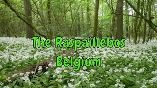 The Raspaillebos, a beautiful forest in Belgium