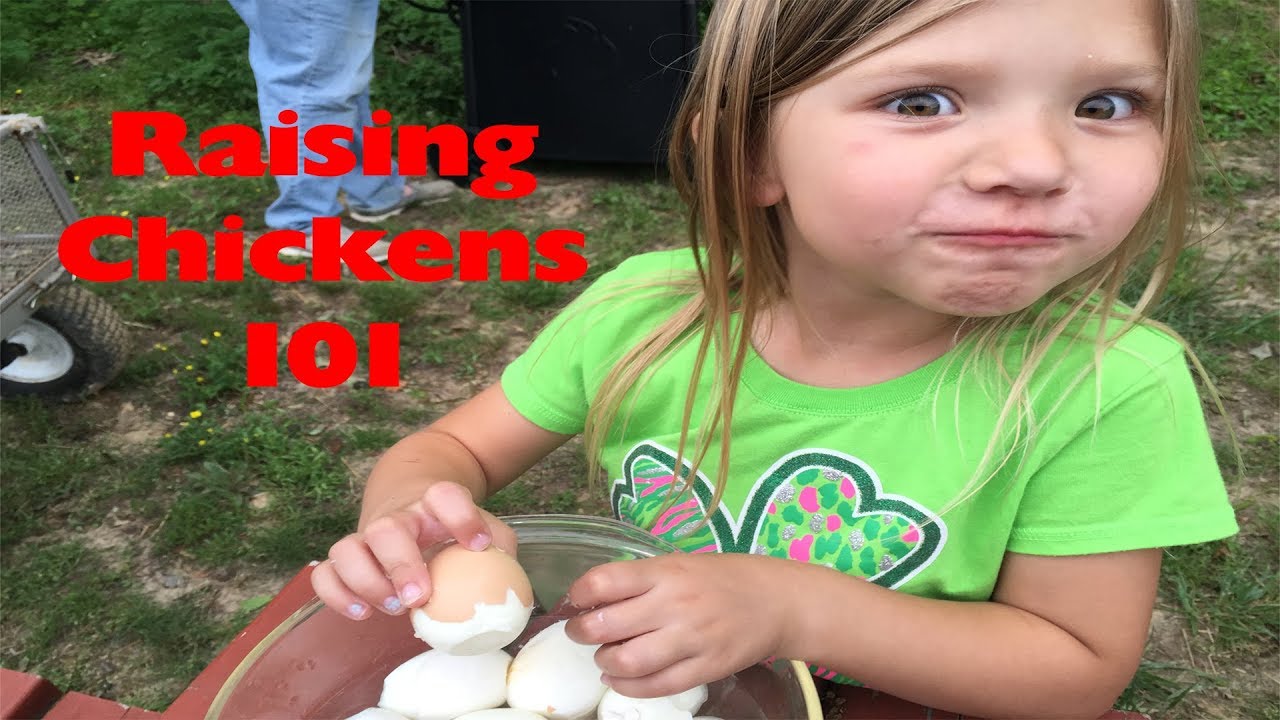 Raising Chickens 101 - YouTube