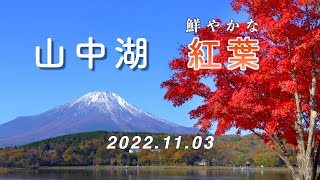 2022 Vivid autumn leaves of Lake Yamanakako / Mt.Fuji, Japan