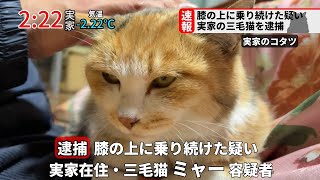 【速報】膝の上に乗り続けた疑いで実家の三毛猫を逮捕しました