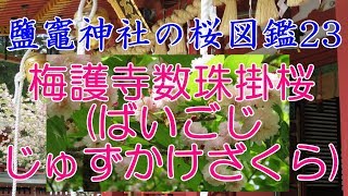 鹽竈神社（しおがまじんじゃ）の桜図鑑23【梅護寺数珠掛桜】越後七不思議と呼ばれた桜 Cherry Blossoms Sakura