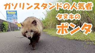 飼い犬？いいえ、タヌキです！ガソリンスタンドの人気者、ポンタ！高知県四万十市