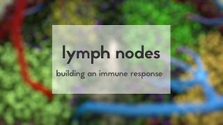 Lymph nodes: how to build an immune response