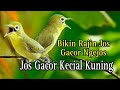 Jos Gacor Kecial Kuning Bikin Rajin Jos Gacor Ngejos