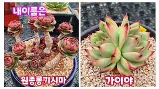 220429#울산금장다육#가이야 원종롱기시마 썬버스트 노블 에뜨리얼 사과꽃 콩쥐팥쥐 캐시미어바이올렛 로치 벤바디스 마르셀 화이트팜