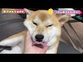 【柴犬姉妹】お出迎えが塩対応の赤柴と黒柴【shibainu】