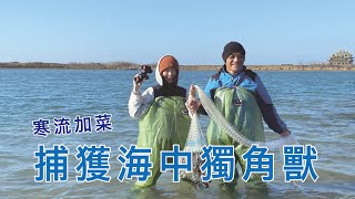 【菜鳥海女學漁法】澎湖寒流巡死魚！手拋八卦網捕漁獲！