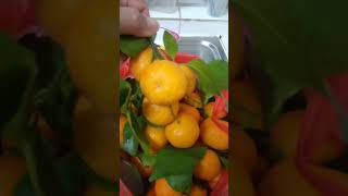 Seedless Sweet Mandarin Satisfying #short#asmr