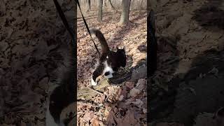 Walk 2.3.25 | Camina Walks Off Trail In A Park IIl | Hills \u0026 Dales #tuxedocat #hiking