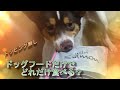 【購入品】トッピング無しでどこまで食べる❓POCHI（ポチ）のドッグフード食べてみた🐶💖