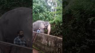 ചുവന്ന പൊട്ടു തൊട്ട സുന്ദരിയെ കണ്ടോ#elephant #trendingshorts