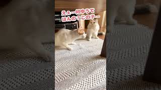 師匠がついにヤバい人になってもーた…まぁ元からやけど【おしゃべりする猫】 #Shorts 【猫アテレコ】