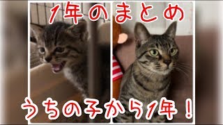 元野良子猫はち☆うちの子から1年！1年のまとめ☆【うちの子４にゃんず】