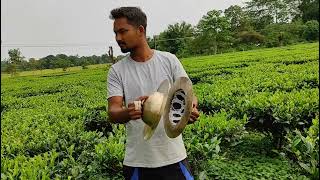 #ভোৰতাল#ASSAMESE BHOORTAAL SOLO FT.CAPTIVATING TEA GARDEN