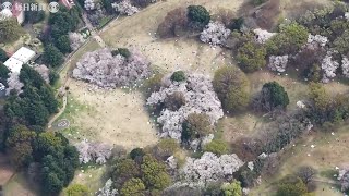 「リフレッシュしたくて」「混雑びっくり」花見日和、各地で人出