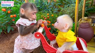 BiBi helps dad cook for baby monkey Obi