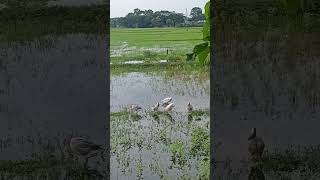 বক||Heron               #বক #Heron #Birds #animalia #aves