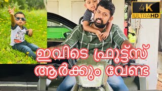 കായ് കനികളുടെ താഴ്വാരം 🍒 | The complete green valley