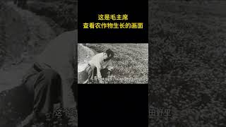 这是毛主席在浙江省金华市一个农村，查看农作物生长的画面  #老照片 #历史