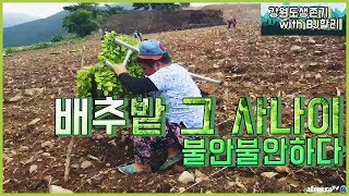 [BJ여포] 3만평 배추밭, 초보농사꾼의 첫일거리 :: 강원도생존기 with BJ할리