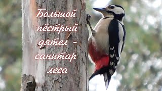 Большой пёстрый дятел - санитар леса. #птицыРоссии #птицыПрикамья #дятлы