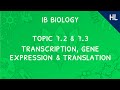 IB Biology Topics 7.2 & 7.3 (HL): Transcription, Gene Expression, and Translation