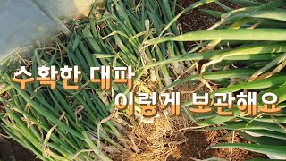 대파수확후 ▶️겨울철내내 싱싱하게 보관하고 드실수 있는 대파보관법