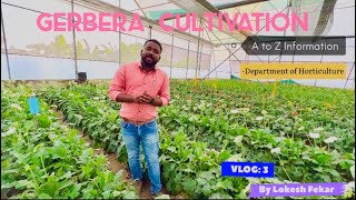 Gerbera cultivation in polyhouse | flowers farming | off season tech. | Jharbera ki kheti | 2022-23