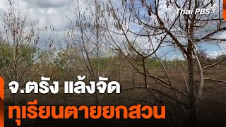 ตรังแล้งจัดทุเรียนตายยกสวน | วันใหม่ ไทยพีบีเอส | 3 เม.ย. 67