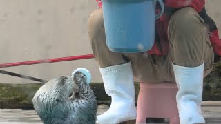 【ラッコ】キラちゃんジャンプ力強化トレーニング 飼育員さんスパルタね