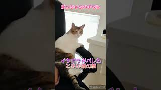 【ぽっちゃりハチワレ】隙をみてイタズラしようとする猫。見てないと思ってたでしょ？？w #猫 #ねこ #猫のいる暮らし #ハチワレ #ハチワレ猫 #ぽっちゃり #ぽっちゃり猫 #キジトラ #イタズラ