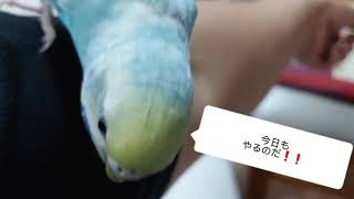 【ツンデレインコとにぎころトレーニング４日目】上手く行きそうなときほど油断大敵なのだ(o・ω・o)