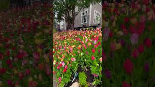 Tulips house in Minneapolis,MN is in bloom#exploremn#minneapolis#youtubers#youtubevideo#tulips#viral