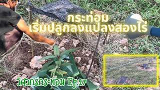 ปลูกต้นกระท่อมลงแปลง 2 ไร่ : วิศวกรกระท่อม Ep.27