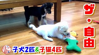 【犬　子犬　保護犬】仔犬２匹子猫4匹まとめて保護　遊び相手は自分で決める！