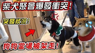 柴犬聚會爆發衝突！狗狗當場被架走？！愛犬竟意外和柴犬打成一片！『柴犬聖誕趴』｜亂入狗聚會EP05｜【希露弟弟啃雞腿】比熊 貴賓 Bichon Frise Poodle