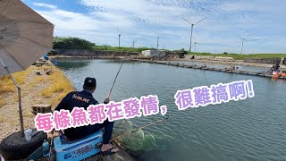 【福壽魚之章】發情期的福壽魚，真的不好搞啊！