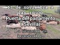 L.M el dia 13 de Noviembre en el Parlamento Andaluz para buscar soluciones al sector ovino 🇪🇦😔👍